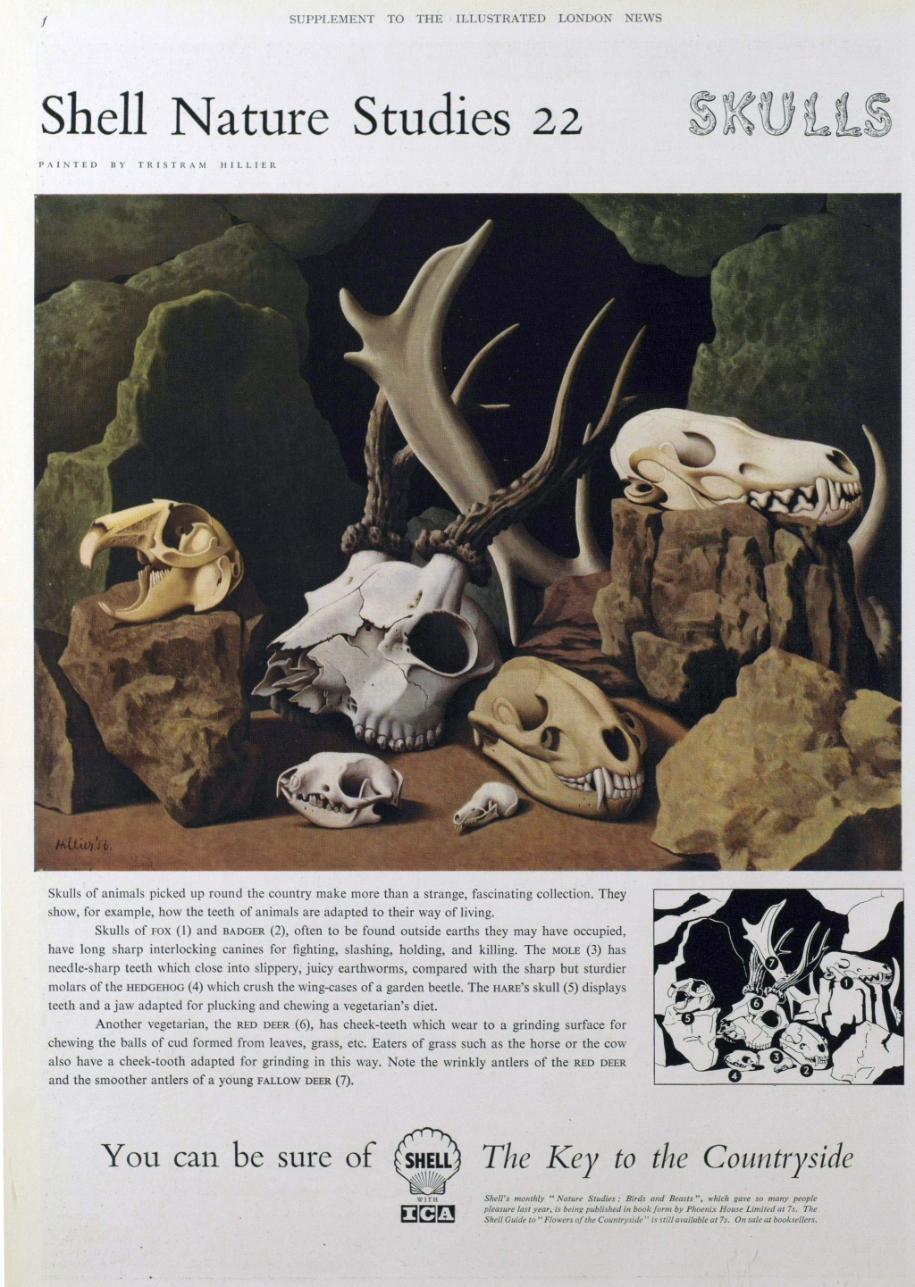 shell advert skulls